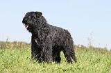 BOUVIER DES FLANDRES 110